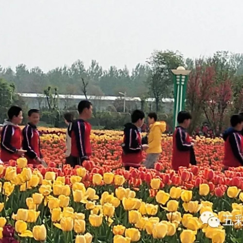 五彩大地迎来本土第一批中小学生春季研学旅行团