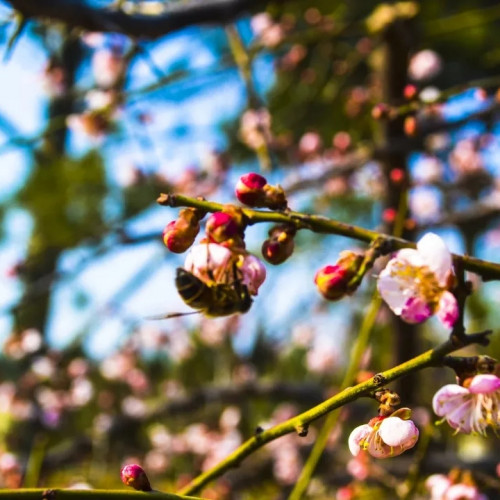 皇城相府：昙花一现能倾城 樱花开处美尽在
