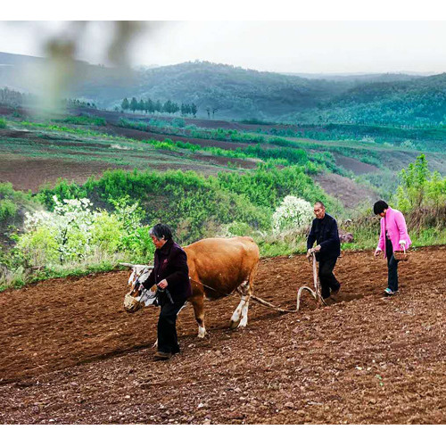 山水宜阳红赵保第四届槐花摄影节开幕