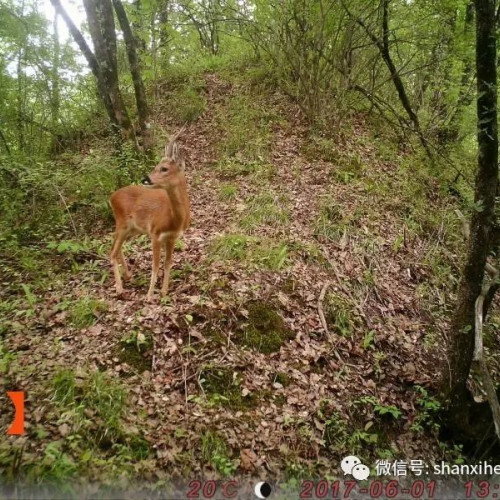 保护美丽秦岭，建设熊猫公园！—走进陕西老县城国家级自然保护区