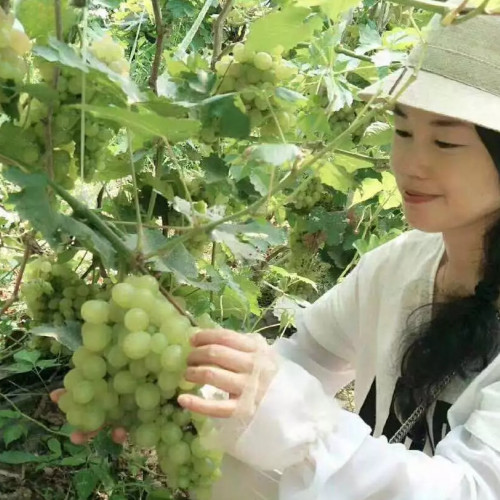 秋日如诗瓜果飘香，皇城相府葡萄园采摘季