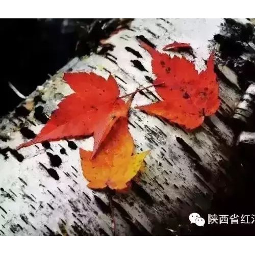 红河谷的魅力在于每一个季节都有自己独特的美
