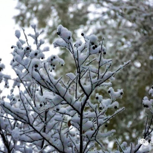 西安今冬的第一场雪只偏爱白鹿原