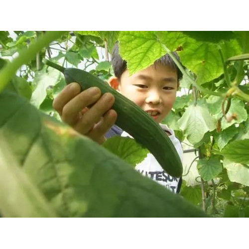 在魏集古村落寻找最接地气的传统文化