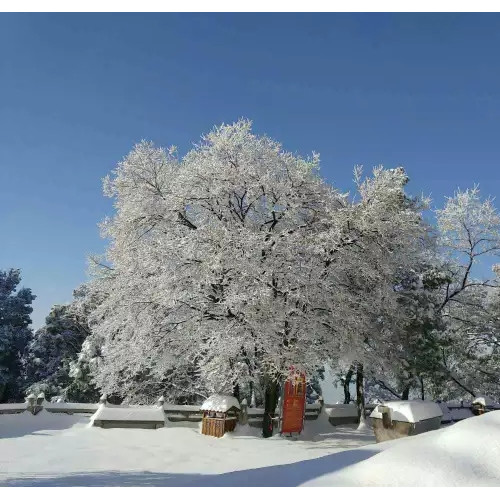 南汤圆・北水饺・冬至好│峄山风景区祝大家节日快乐！