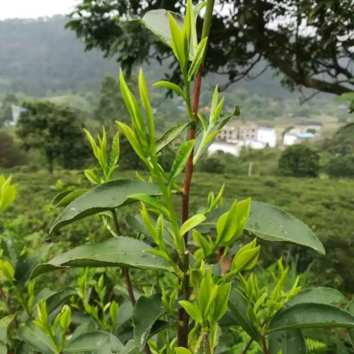 佛教名山桂平西山风景区与您在一起共克时艰