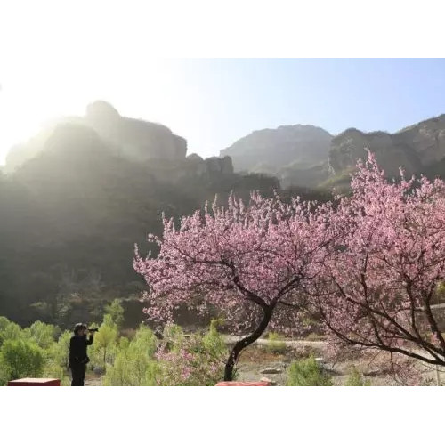待到春花烂漫繁花似锦，我们一起相约太行大峡谷