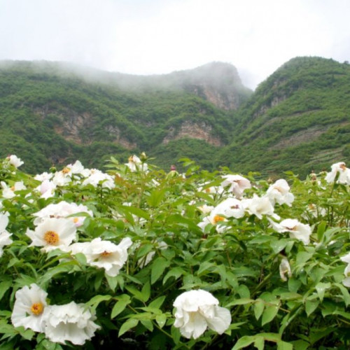 我们说好，待到花开时  与最爱的人相约丫山