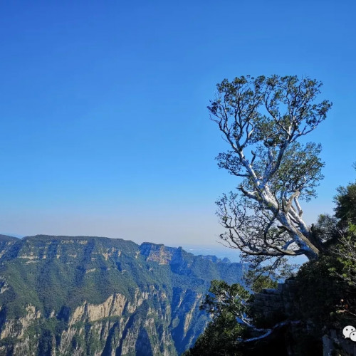 花一定会开，疫情过后神农山等你带着最爱的人赏花踏春看美景