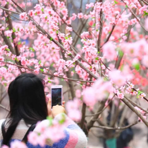 2020宝泉郁金香踏青赏花节开启全新的生活