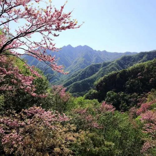 西峡老君洞18万亩紫荆花即将开满枝头