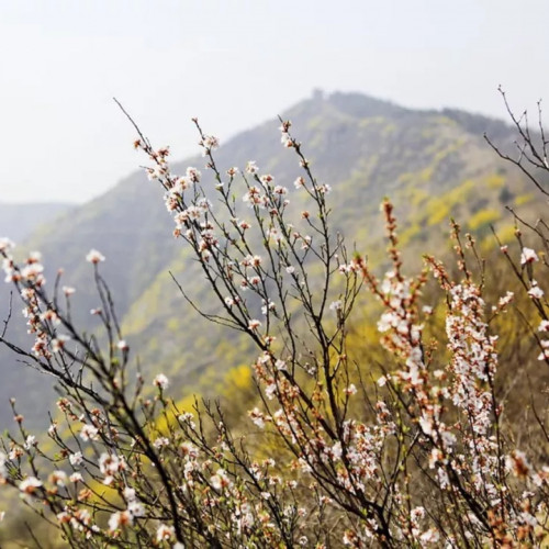 早春的气息开始在青州仰天山酝酿，弥漫