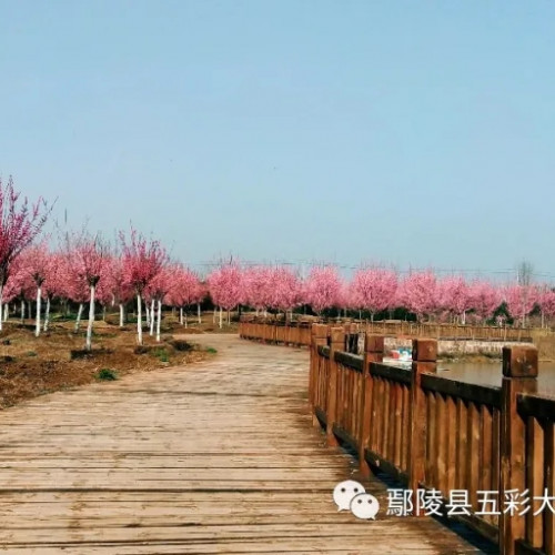 在五彩大地的烟雨杏花里，看到了翩翩而来的春天