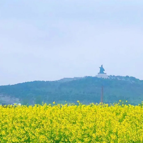 芒砀山旅游区的万亩杏花花开正好