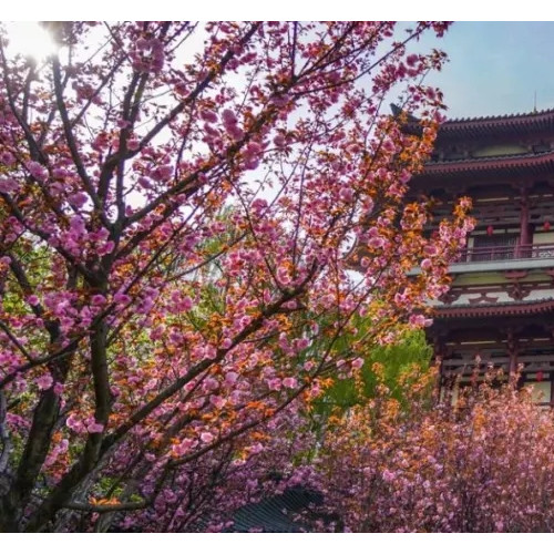 大唐芙蓉园的历史厚重感搭配明媚轻快的春天，美得别具一格