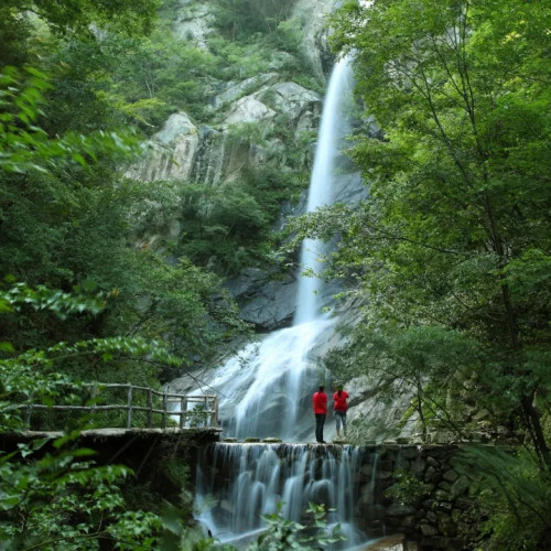 西峡老君洞的紫荆花成了一道亮丽的风景线