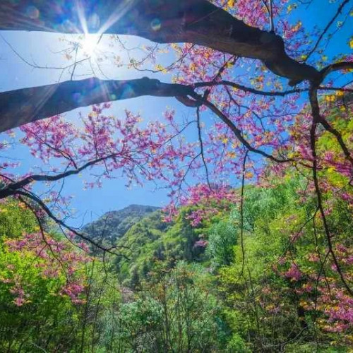 自然山水自由呼吸，来龙峪湾享受被亿万负氧离子包围的亲切之感