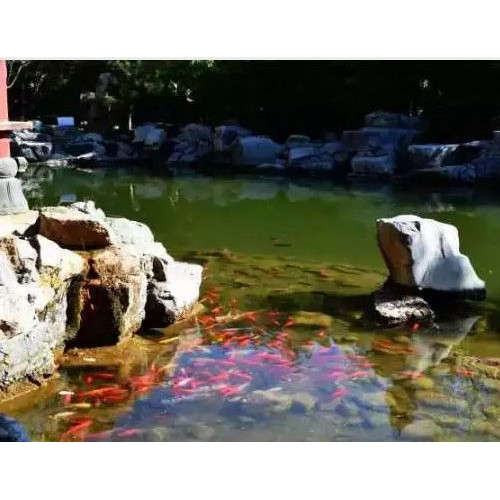 皇城旧有八景，其中之一就是“石壁飞鱼”