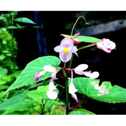 春日的野三坡，每一棵草，每一棵树，每一条溪流都充满着能量