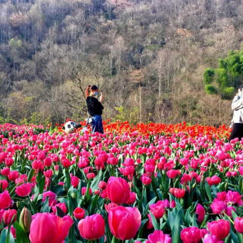 河南西九华山景区3月21日开园