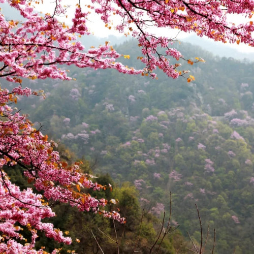 春暖花开  西峡老君洞与您相约