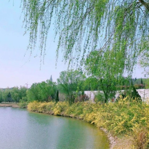 三月的函谷关已是春意盎然，赏花正当时