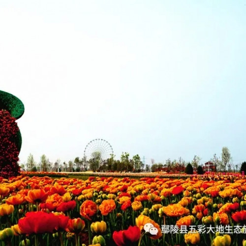 来鄢陵县五彩大地邂逅一场美妙如花的际遇吧