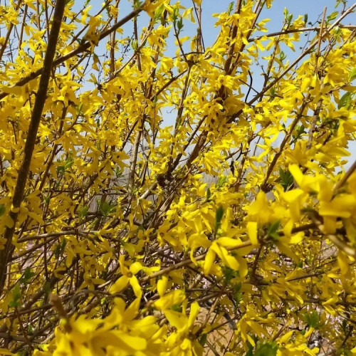 峄山风景区浓浓春意惹人醉 万亩桃花迎客来
