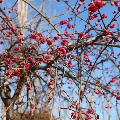 网上预约就可免费畅游皇城相府景区