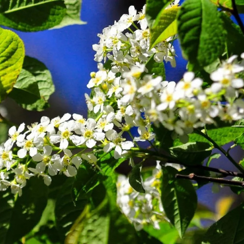 在这个清明节到尧山踏青  来感受不一样的春天