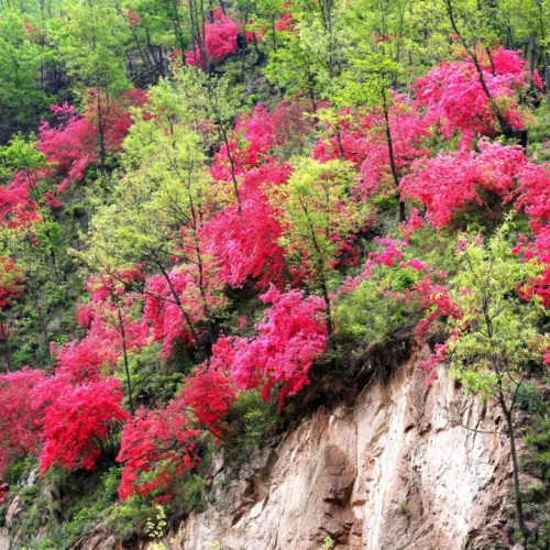 春暖花开百花齐放  西泰山杜鹃花节即将拉开帷幕