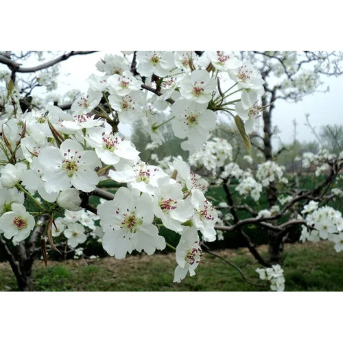 你想要的花这里都有，美丽的相府庄园等您来带它们回家