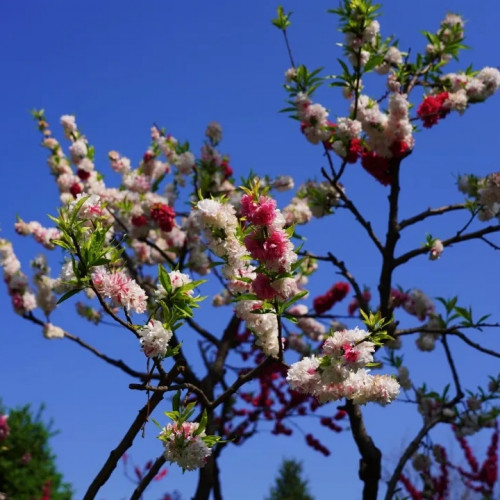 一树树芳菲，翩翩起舞，芙蓉园内抖落一地姹紫嫣红