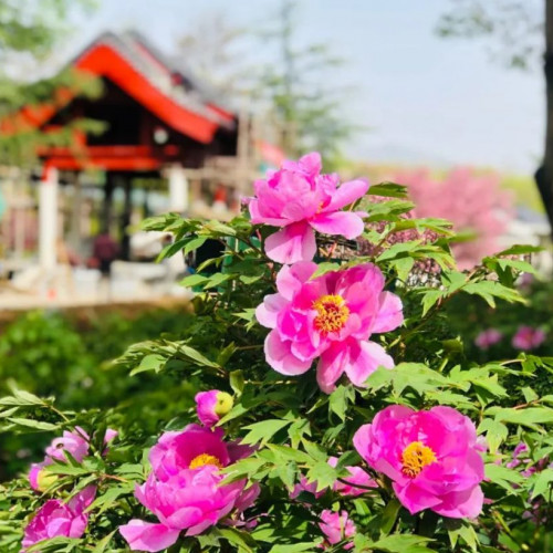 高山牡丹初露芳容 已进入观花期