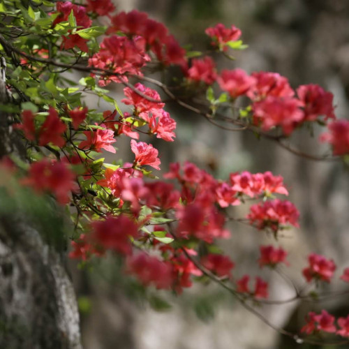 “老家河南，乐享平顶山”赏花春游季暨尧山高山杜鹃花海节盛大开幕