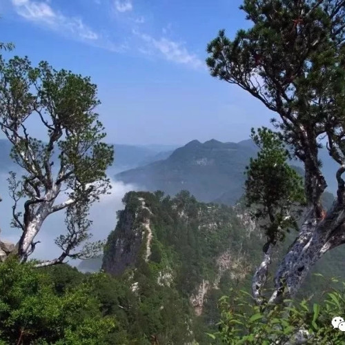 林花已谢落英缤纷，青翠的神农山上线啦