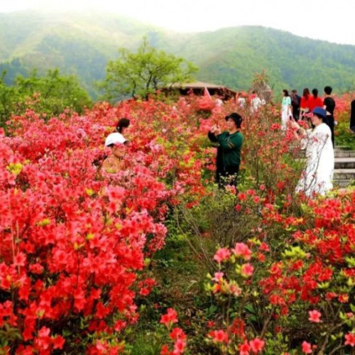 漫山遍野的杜鹃花，把大熊山的春天绘成了一幅壮丽的风景画