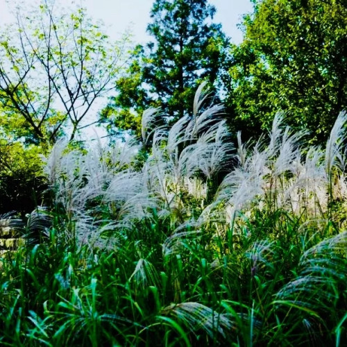 身未动，心已远！  来鸡公山进行一场说走就走的旅行吧