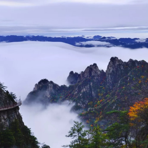 老君山迎来了漫山红叶，这个季节多姿多彩又富有诗意