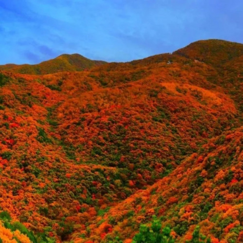 走进人祖山，你会发现“霜叶红于二月花”竟如此真实