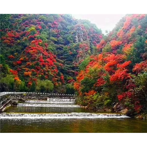 秋日的老君山层层山林红绿相间，让人不愿意错过