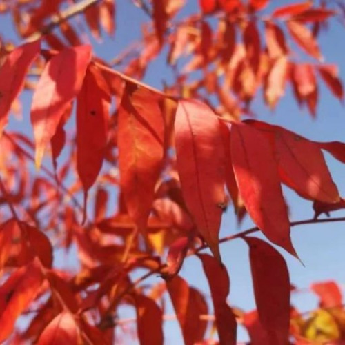 云蒙景区满山的红色在秋风中舞蹈，勾勒出一幅梦幻般的画卷