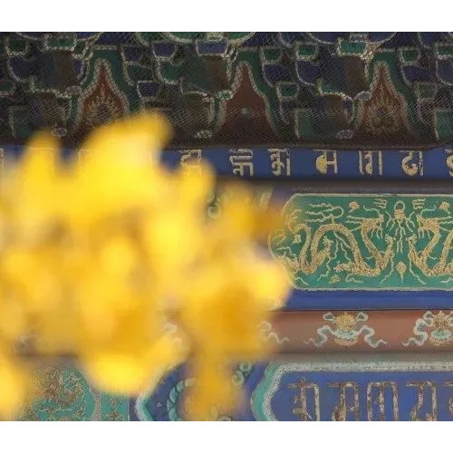 清西陵永福寺里的银杏，开始了一年中最漂亮的时刻