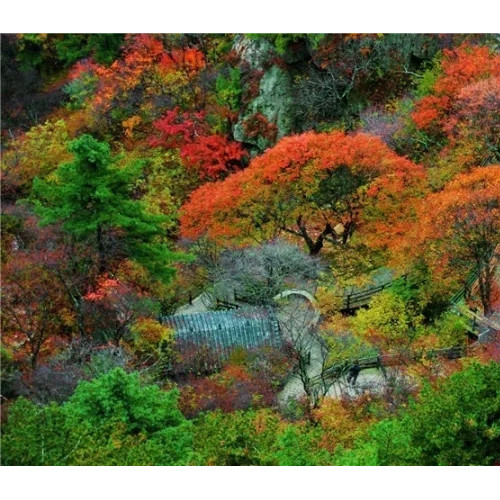 老君山的秋天还有很多美丽的风景，静待你来欣赏