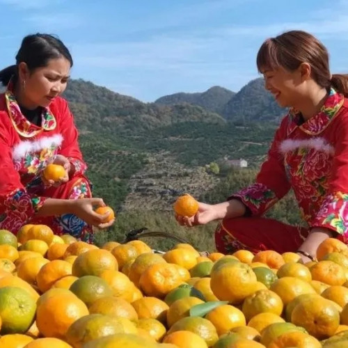 阳光正好秋风不燥，带着家人朋友一起摘桔子，游双寨吧