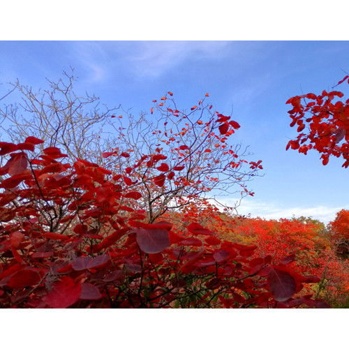 长寿山漫山红叶，是这个秋天里风景如画的诗篇