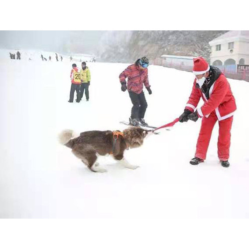 来伏牛山滑雪场，满足我们对童年欢乐的畅想
