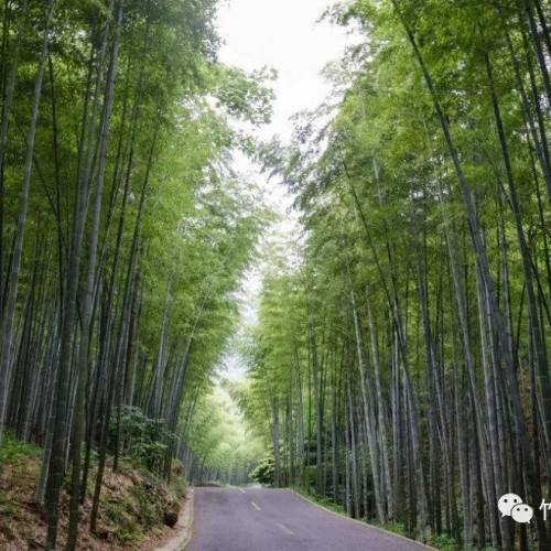 热烈祝贺栾川竹海野生动物园荣膺国家AAAA级旅游景区！