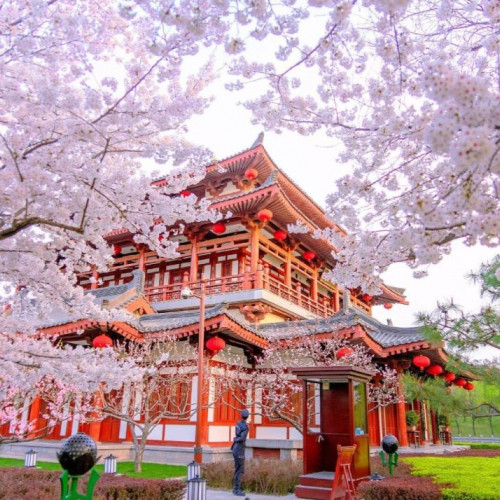 大唐芙蓉园《梦回大唐》黄金版演出优惠券发放啦