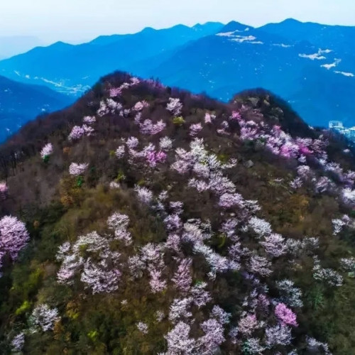 鸡公山春来早，春节踏青赏花正当时